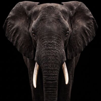Startseite-Der Elefant im Raum-1