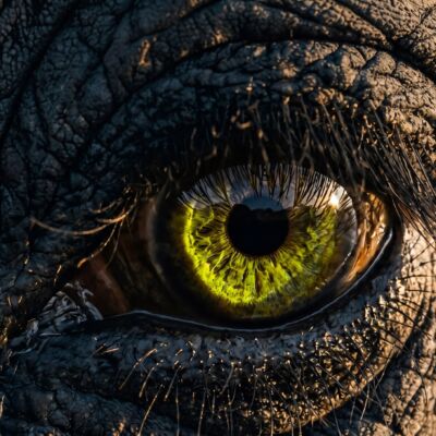 Unsere Mission-AugeElefant